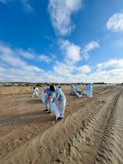 Волонтеры Тбилисского района продолжают уборку мазута на пляжах Анапы