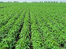 На Кубани соей засеют более 210 тыс. га полей